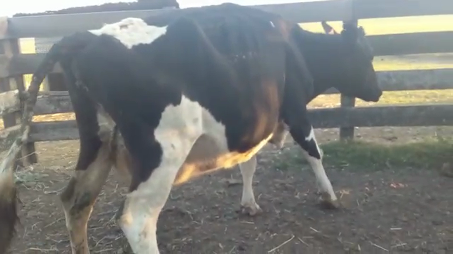 Lote 2 Vacas de Invernada HOLANDO a remate en Pantalla Camy Mayo - Desde La Cuenca 530kg - , San José