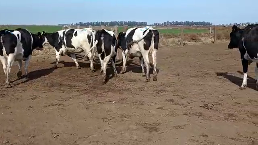 Lote Adeco Agropecuaria