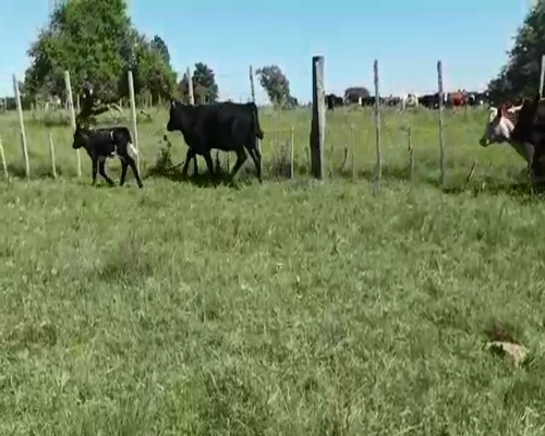 Lote (Vendido)12 Terneros y Terneras AA-HER-CRUZA a remate en Entre Martillos 130-240kg -  en MUNDO AZUL