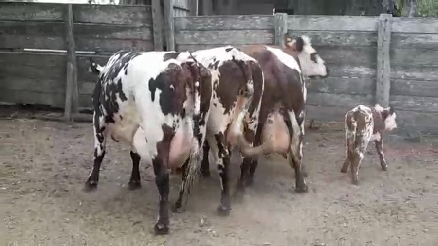 Lote PIEZAS DE CRIA PI