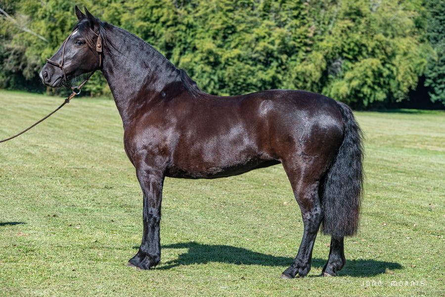 Lote Afianzado Alcaparra
