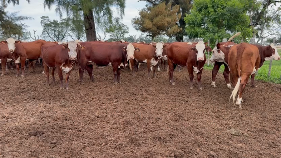 Lote 60 Vaquillonas C/ gtia de preñez