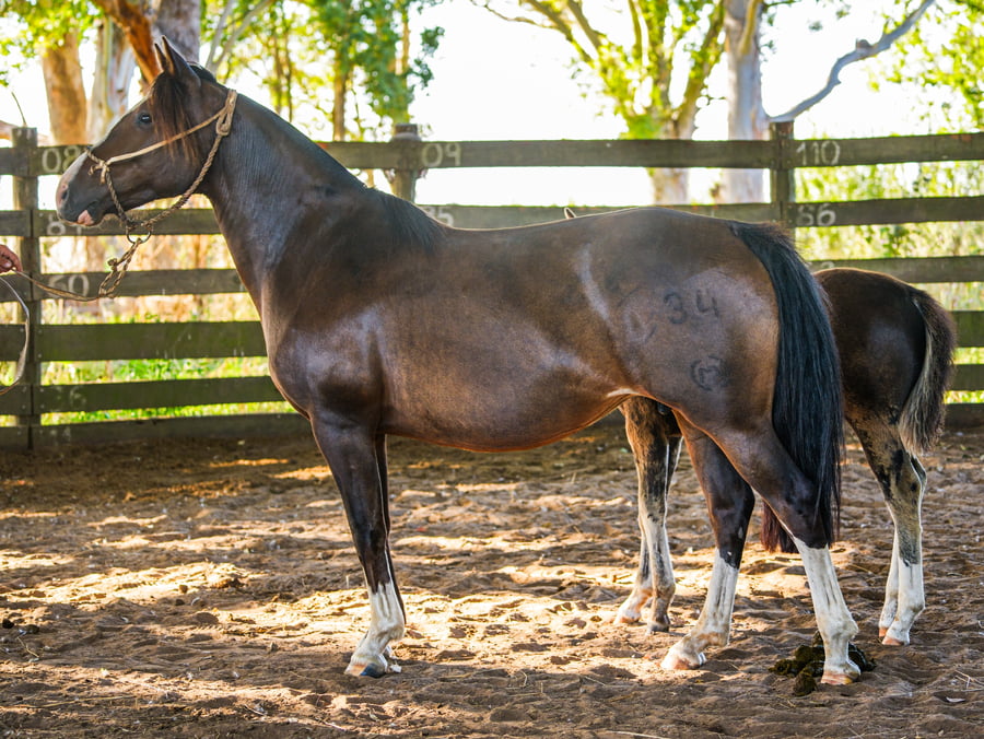 Lote SANTACRUCEÑA OPORTUNA