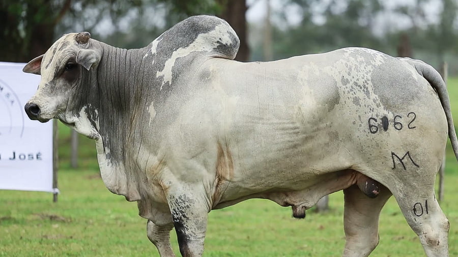 Lote LOTE 24