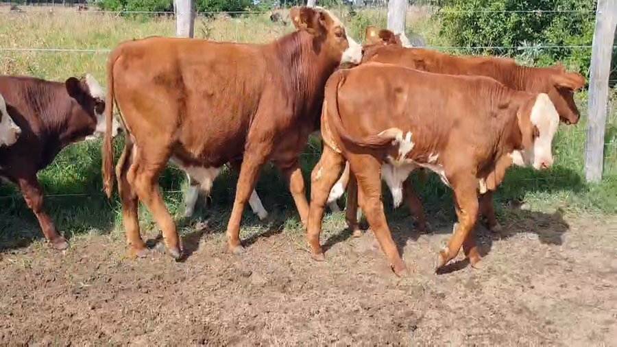 Lote 168 Terneros