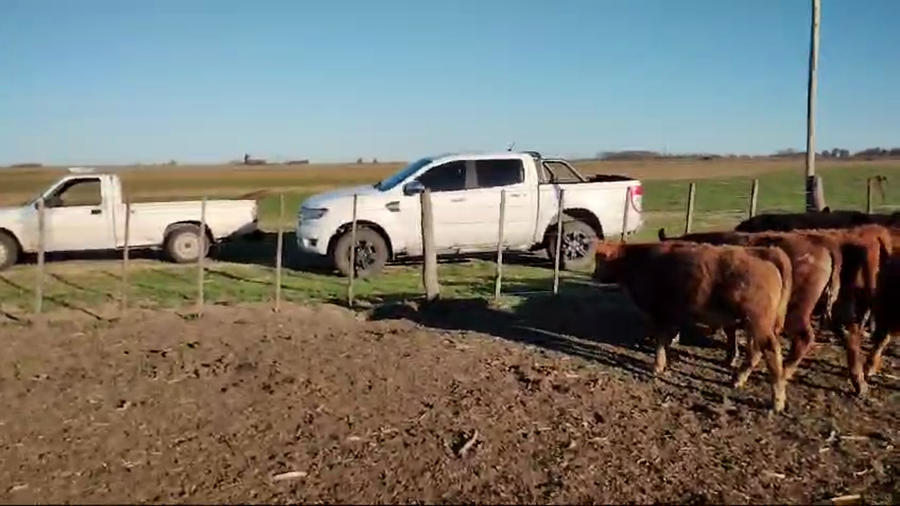 Lote 76 Terneros en Carlos Casares