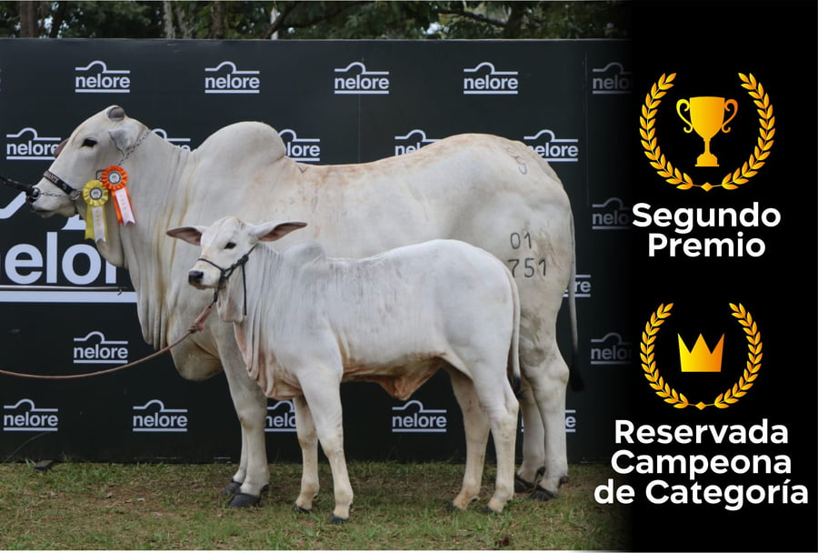 Lote Nelore a Bozal Expo Internacional 2022 RP 1751- Lote 12