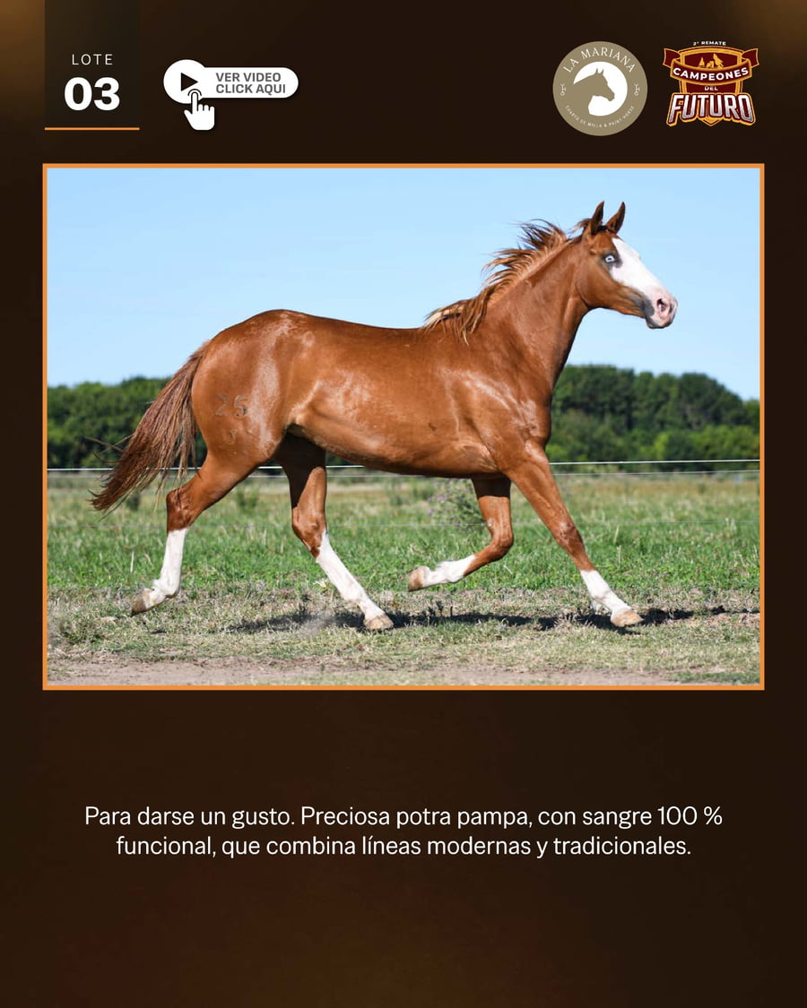 Lote LAM TEQUILA GUN