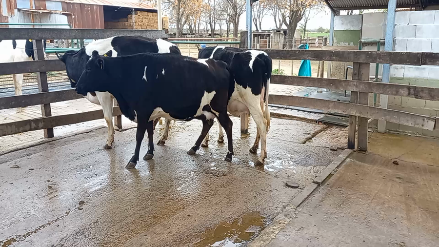 Lote Agrop. Perassi Hnos