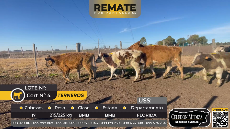 Lote 17 Terneros en Florida