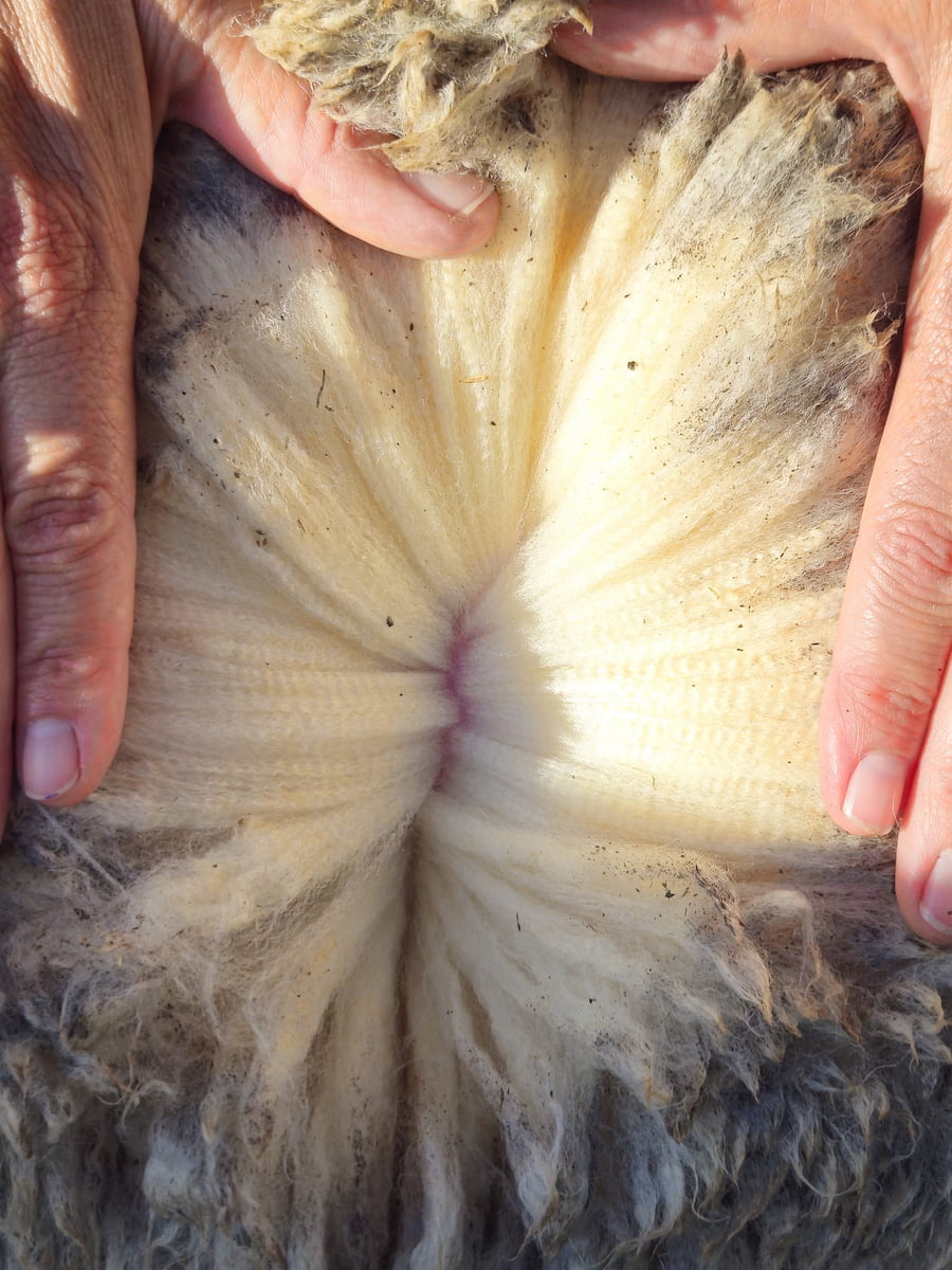 Lote (Vendido)Carneros a remate en Subasta Online - Nambi Guasu, Lavalleja