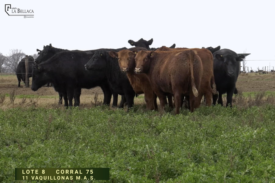 Lote VAQUILLONA M.A.S.