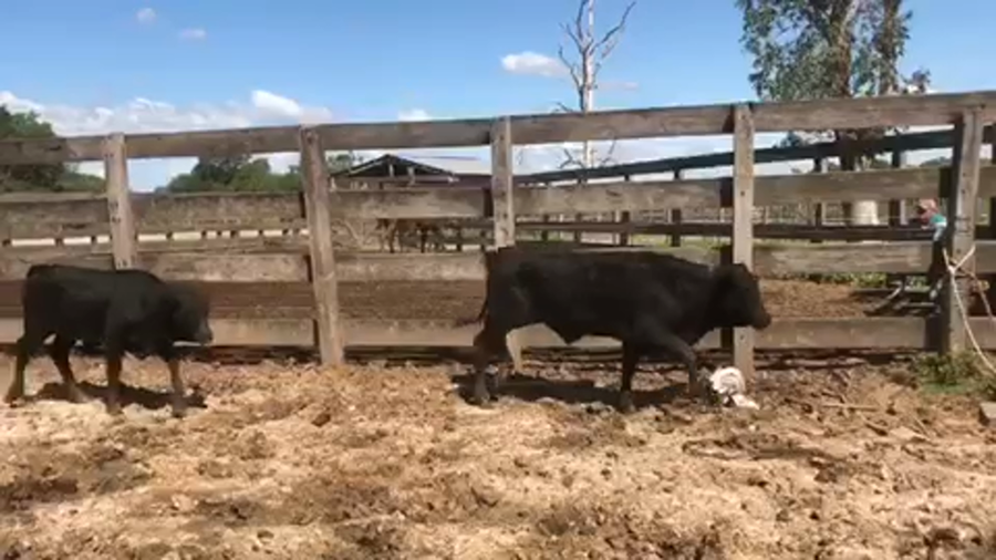 Lote 110 Terneros en Formosa, Formosa