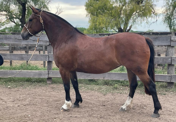 Lote PACIFICA AL AGUAITE
