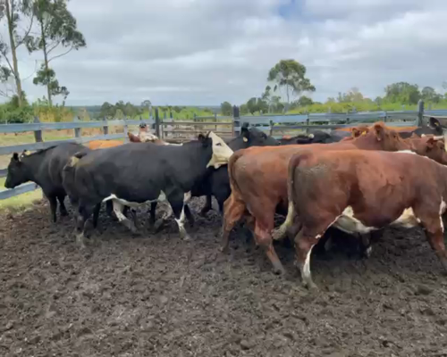 Lote 20 Novillo Gordo en Osorno, X Región Los Lagos