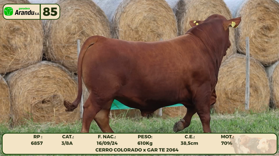 Lote LOTE 85