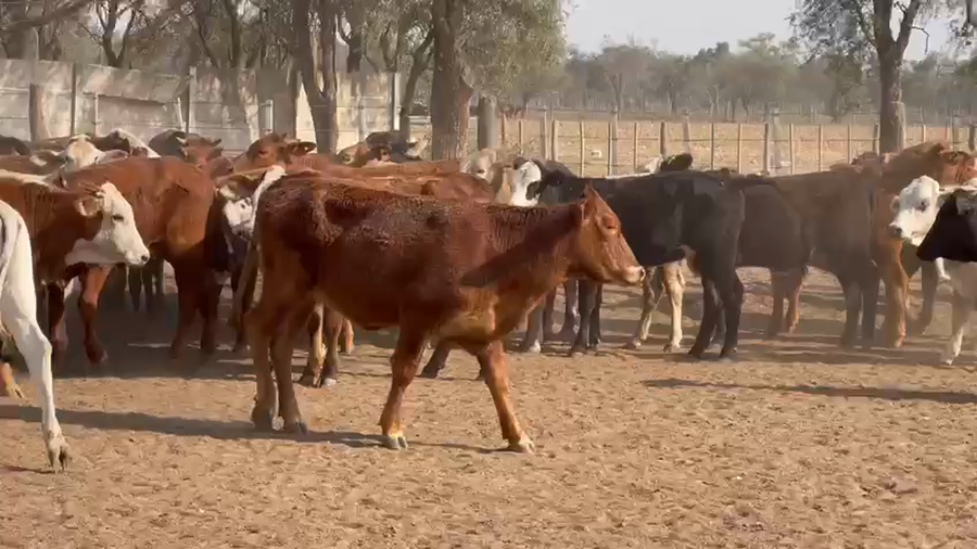 Lote 63 Terneras en Quimilí, Santiago del Estero