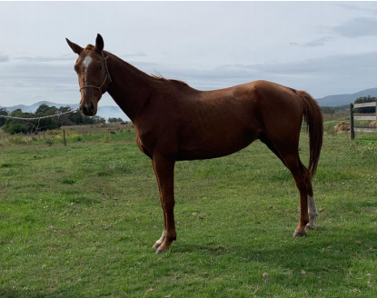 Lote GAMEKAK DEL TIMOTE