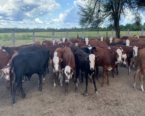 Lote 106 Terneros/as en Juan José Castelli, Chaco
