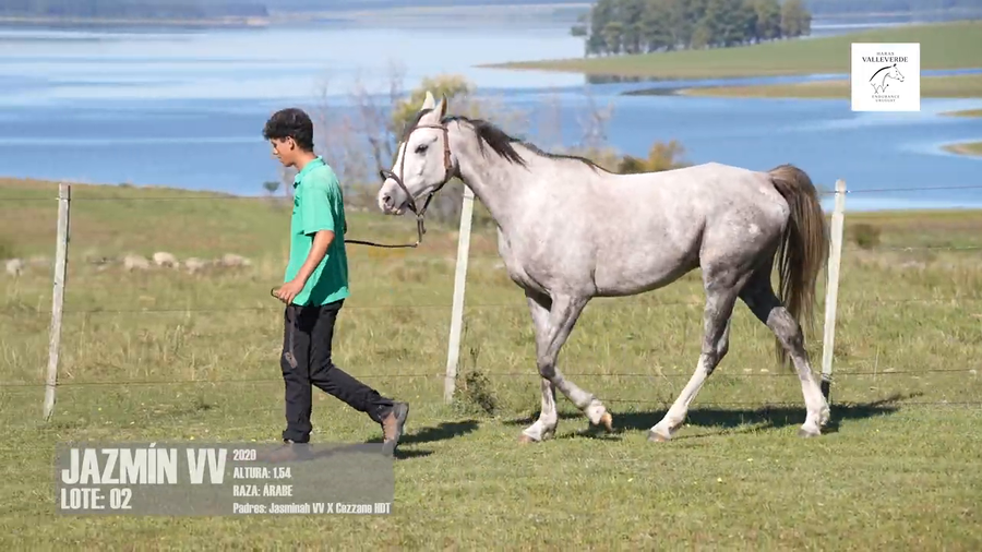 Lote JASMIN VV