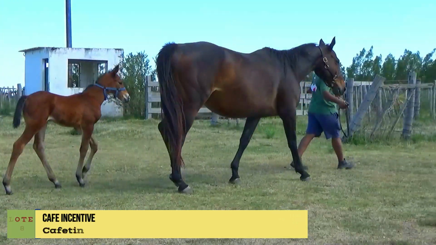 Lote CAFÉ INCENTIVE