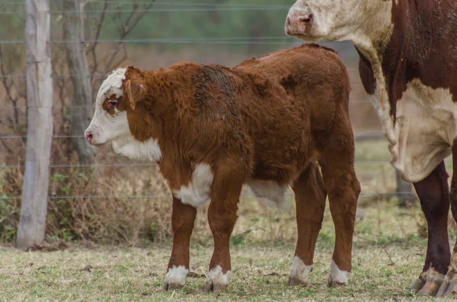 Lote Corral 53 - CABAÑA MILENA