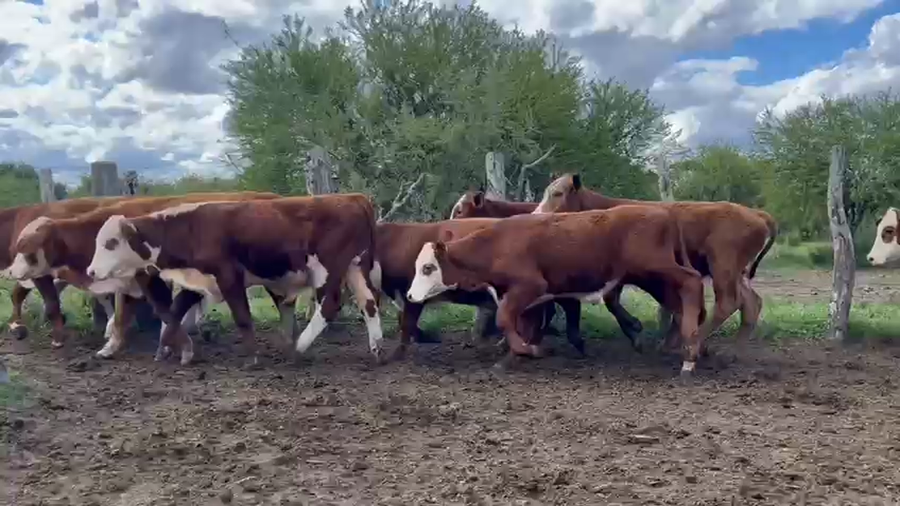 Lote 65 Terneros en Corrientes, Curuzu Cuatia