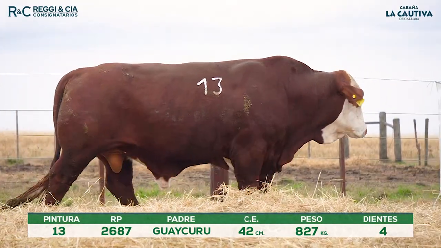 Lote Toros Braford controlados