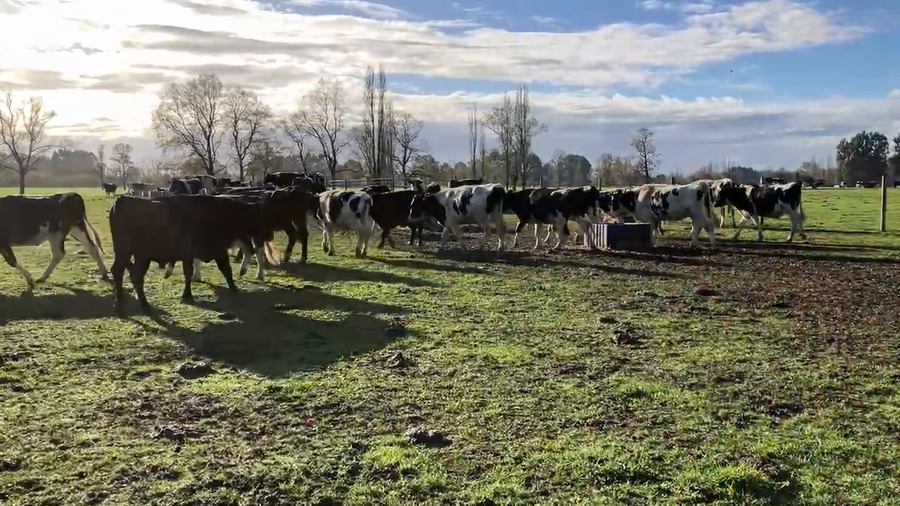 Lote 40 Novillo Gordo en Río Bueno, XIV Región Los Ríos