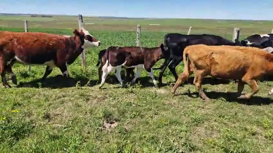 Lote 12 Piezas de cría a remate en Pantalla Camy, San José