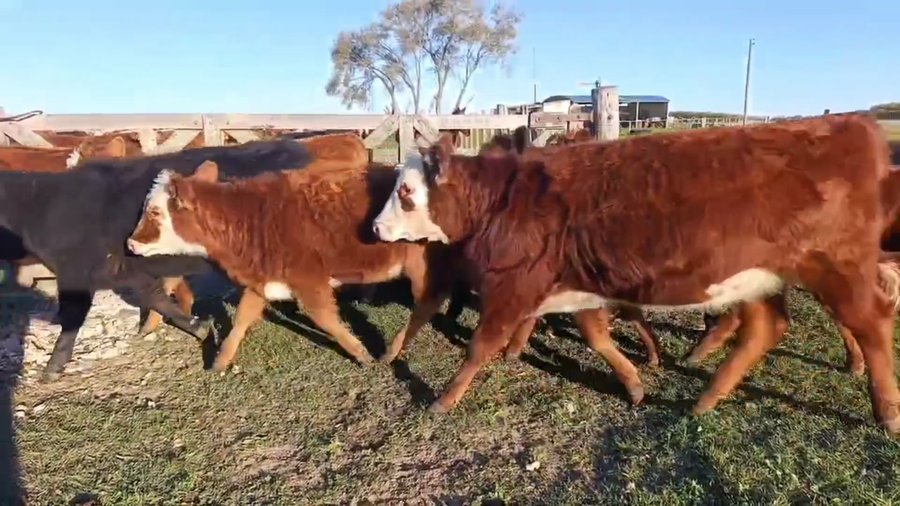 Lote 24 Terneras