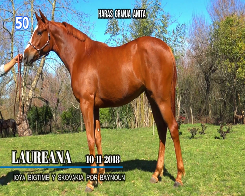 Lote LAUREANA