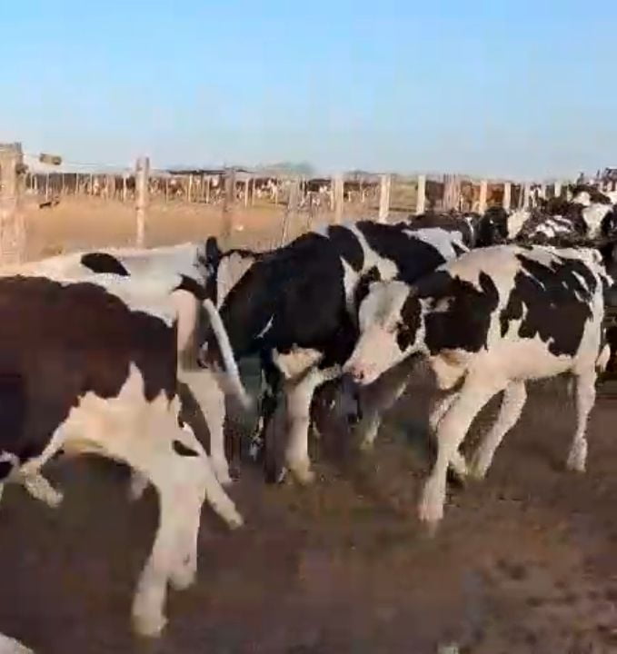 Lote 70 Terneros en Buenos Aires