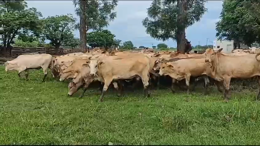 Lote 100 Terneros/as en Gral. San Martín, Chaco