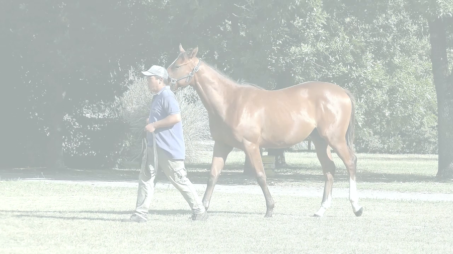 Lote RICKY RIDE (RERIDE - PORTORRIQUEÑA)