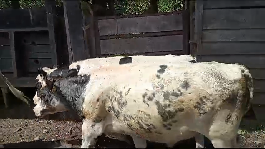 Lote 11 Novillo Engorda en Mariquina, XIV  Región Los Ríos