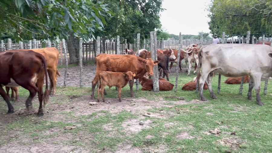 Lote 16 Piezas de cría
