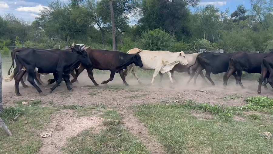 Lote 40 Vacas de invernar en Juan José Castelli, Chaco