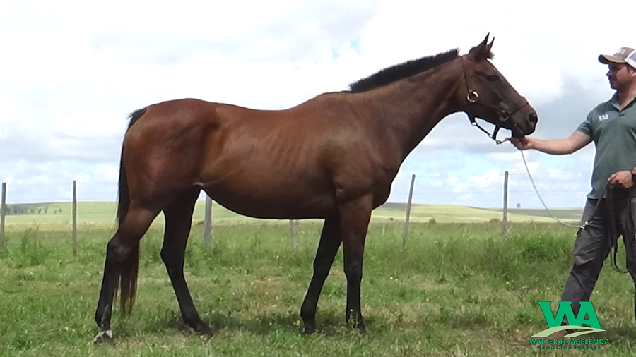 Lote VAI QUE DA (Brz)