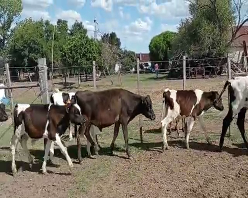 Lote 23 Terneros HOLANDO Y CRUZAS a remate en Pantalla Camy, San José