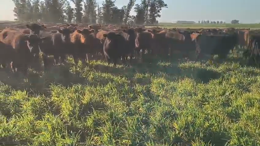 Lote 269 Vaquillonas c/garantía de preñez  en Buenos Aires, Carhue