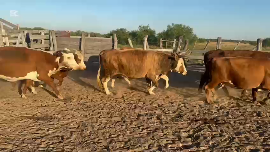 Lote 33 Vacas medio uso C/ gtia de preñez