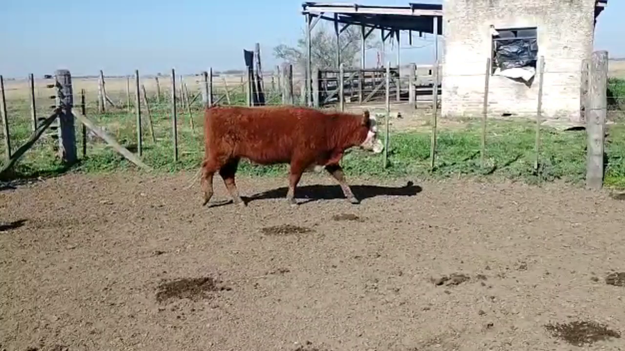 Lote 6 Vaquillonas P/ entorar en Brandsen, Buenos Aires