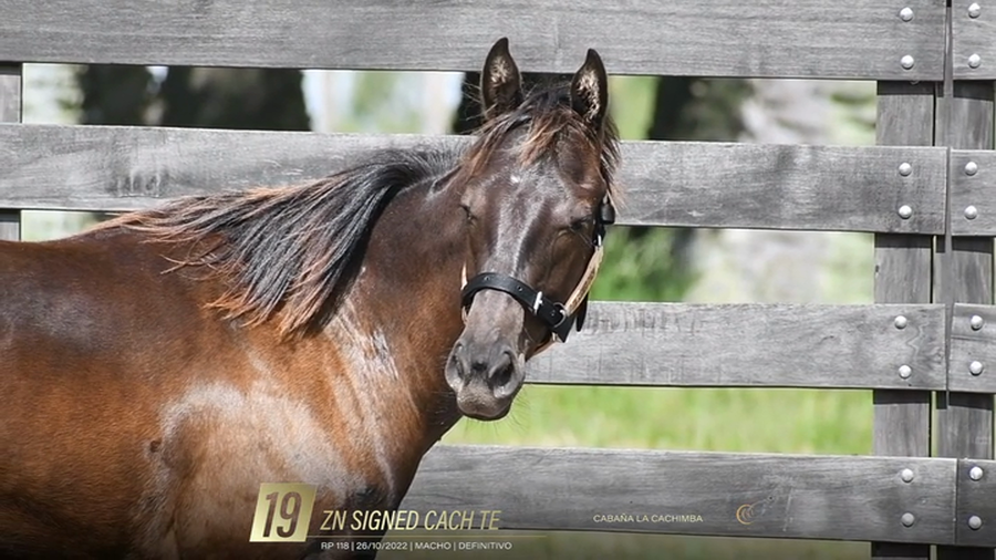 Lote Yeguarizos a remate en 6° Remate Especial de Velocidad, Montevideo