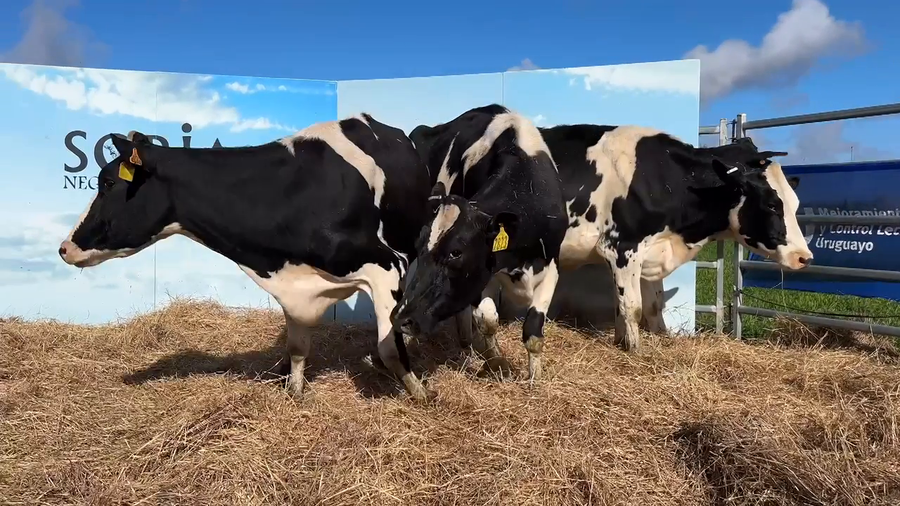 Lote VACAS PARIDAS CABAÑA MANGADO