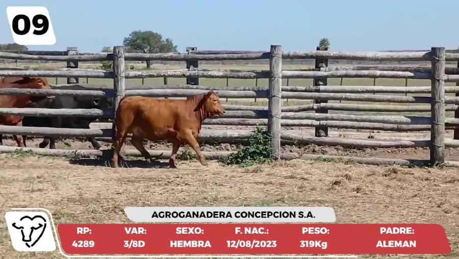 Lote LOTE 9