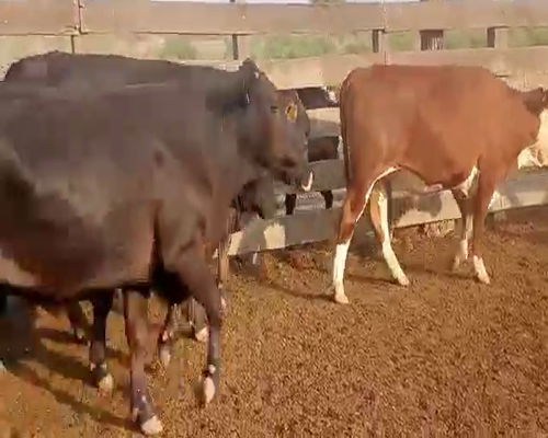 Lote 189 Novillos en Las Lomitas, Formosa