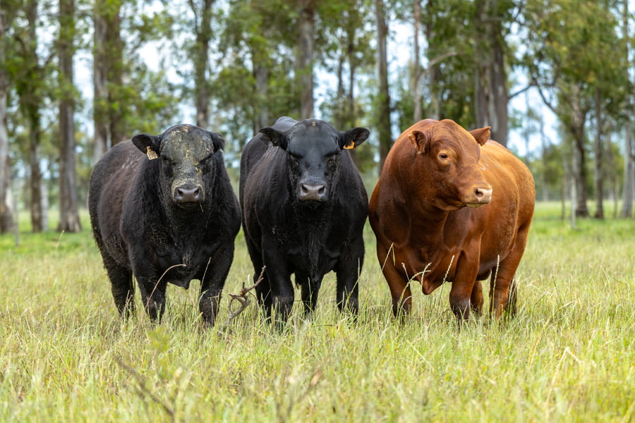 Lote Lote 11 Toros Pi  y SA 3 Años