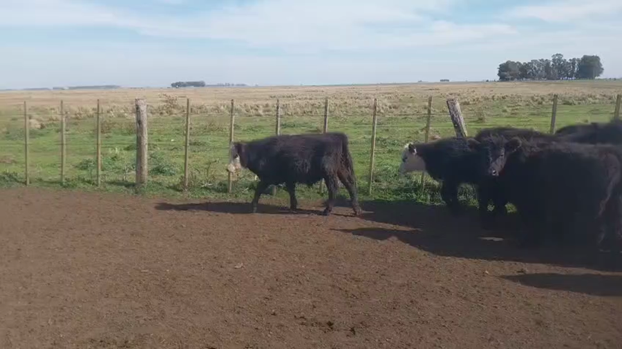 Lote 71 Terneros en Chillar