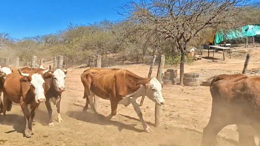 Lote 48 Vacas de invernar en Salta, Gral. Güemes